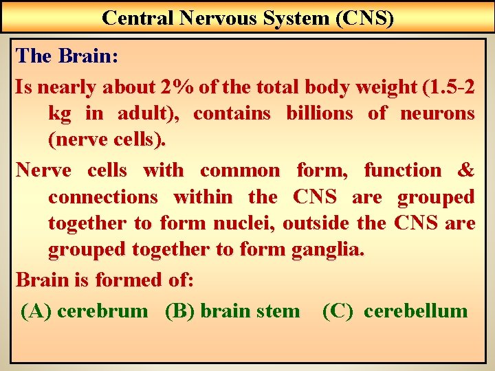 Central Nervous System (CNS) The Brain: Is nearly about 2% of the total body