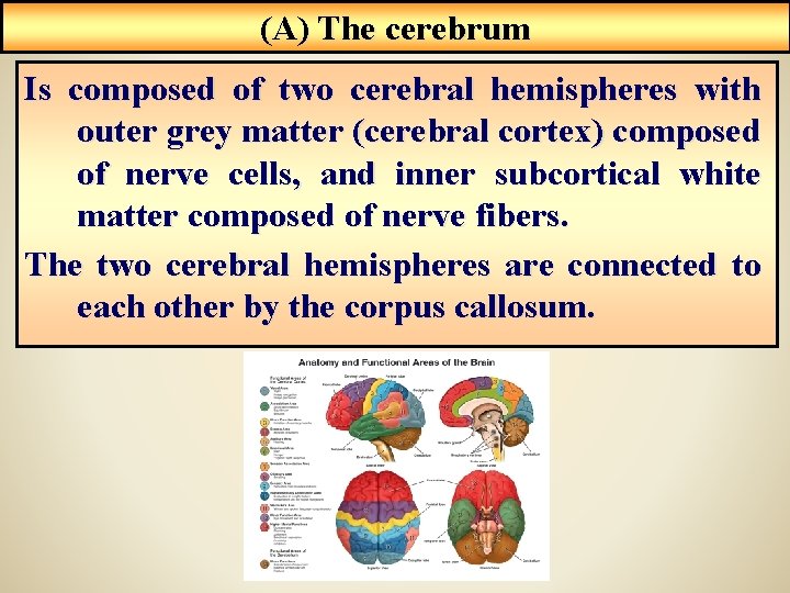 (A) The cerebrum Is composed of two cerebral hemispheres with outer grey matter (cerebral