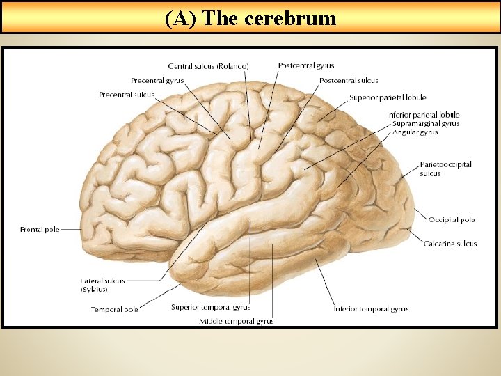 (A) The cerebrum 