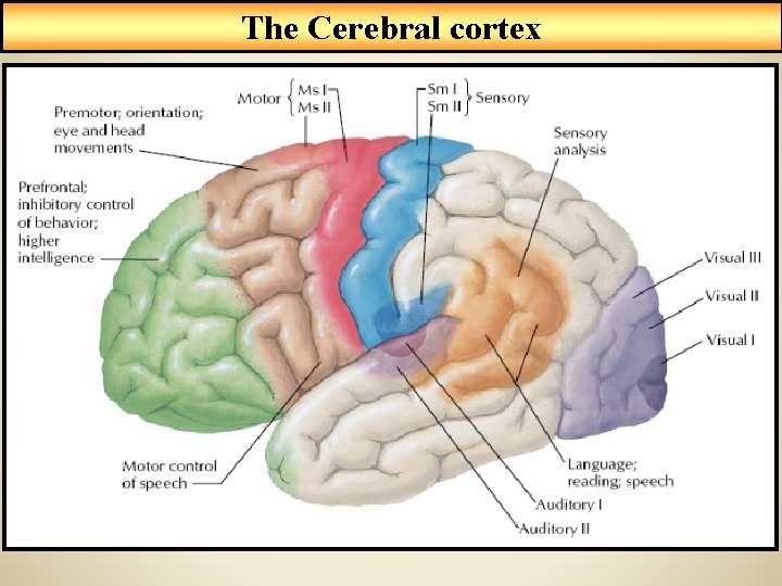 The Cerebral cortex 