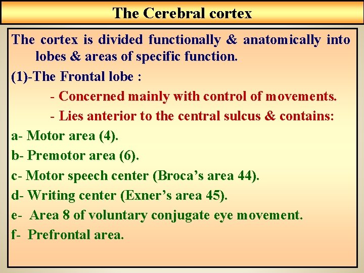 The Cerebral cortex The cortex is divided functionally & anatomically into lobes & areas