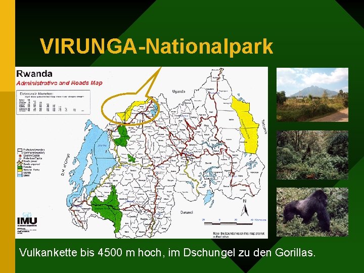 VIRUNGA-Nationalpark Vulkankette bis 4500 m hoch, im Dschungel zu den Gorillas. 