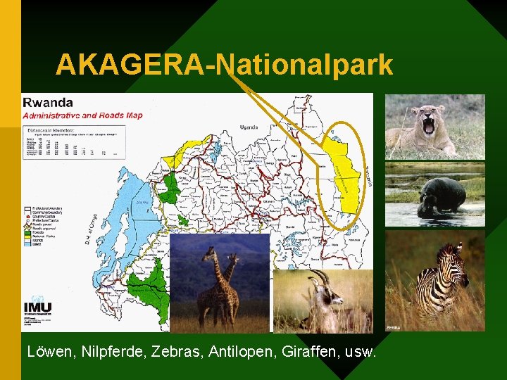 AKAGERA-Nationalpark Löwen, Nilpferde, Zebras, Antilopen, Giraffen, usw. 