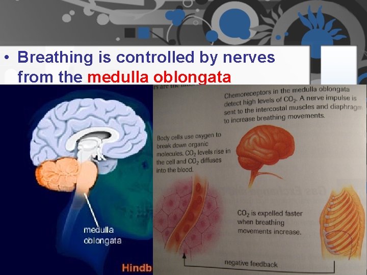 • Breathing is controlled by nerves from the medulla oblongata • Breathing is controlled by nerves from the medulla oblongata