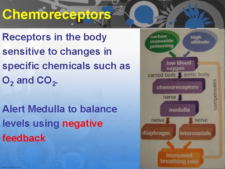 Chemoreceptors Receptors in the body sensitive to changes in specific chemicals such as O Chemoreceptors Receptors in the body sensitive to changes in specific chemicals such as O