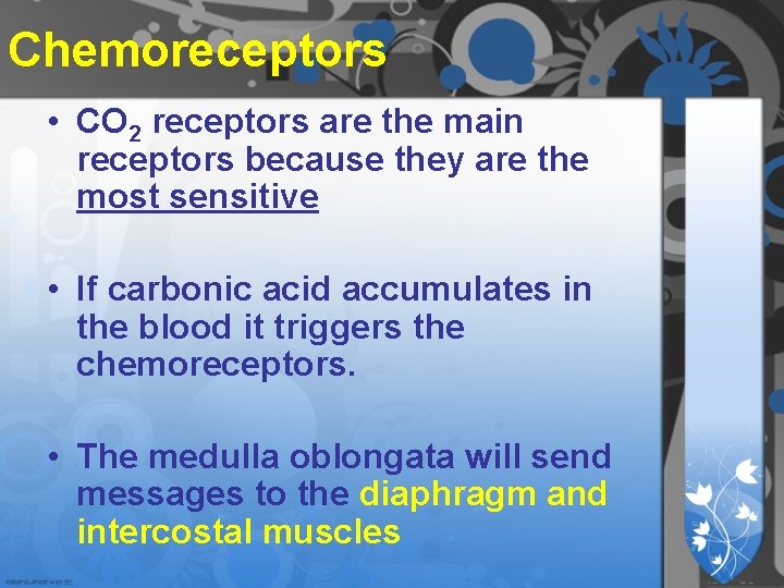Chemoreceptors • CO 2 receptors are the main receptors because they are the most Chemoreceptors • CO 2 receptors are the main receptors because they are the most