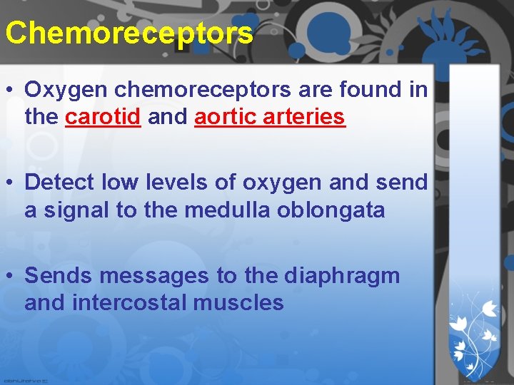 Chemoreceptors • Oxygen chemoreceptors are found in the carotid and aortic arteries • Detect Chemoreceptors • Oxygen chemoreceptors are found in the carotid and aortic arteries • Detect