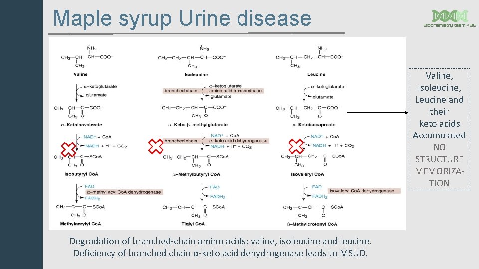 Maple syrup Urine disease Valine, Isoleucine, Leucine and their keto acids Accumulated NO STRUCTURE