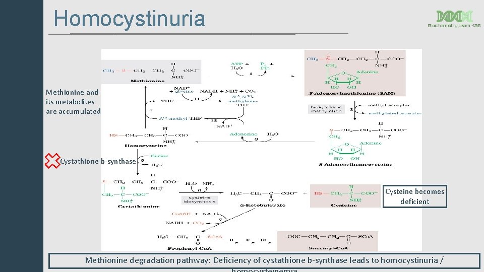 Homocystinuria Methionine and its metabolites are accumulated Cystathione b-synthase Cysteine becomes deficient Methionine degradation