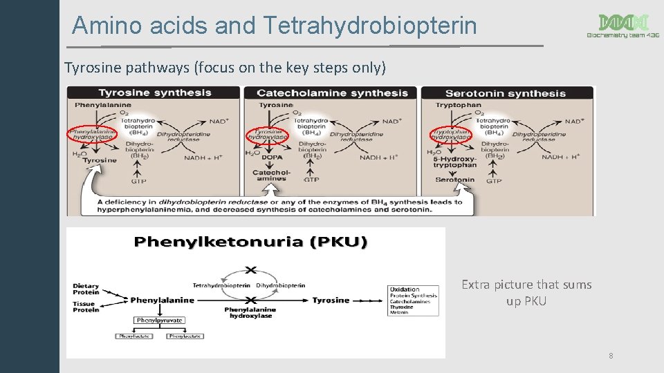 Amino acids and Tetrahydrobiopterin Tyrosine pathways (focus on the key steps only) Extra picture