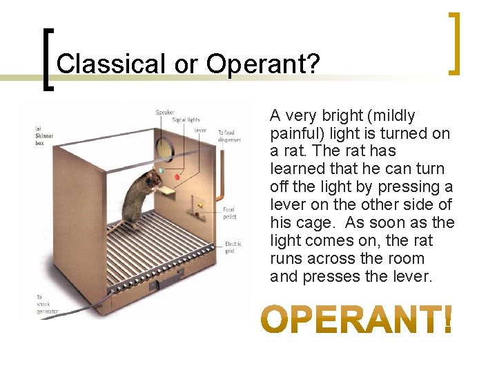 Classical or Operant? A very bright (mildly painful) light is turned on a rat.