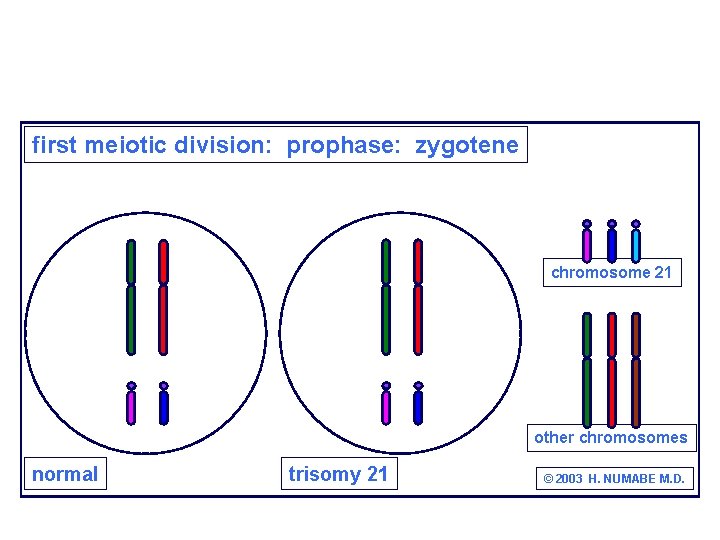 first meiotic division: prophase: zygotene chromosome 21 other chromosomes normal trisomy 21 © 2003