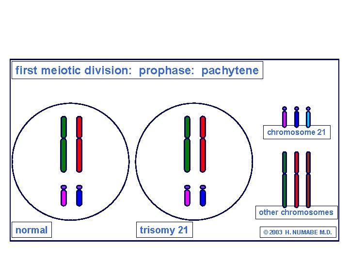 first meiotic division: prophase: pachytene chromosome 21 other chromosomes normal trisomy 21 © 2003