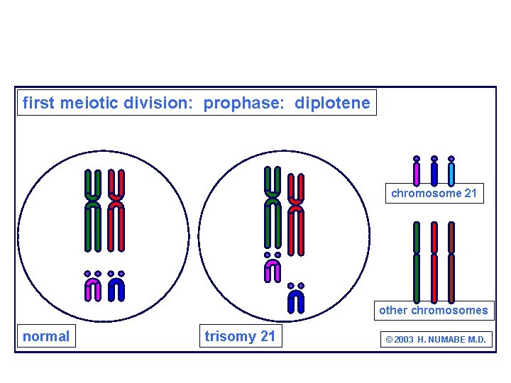 first meiotic division: prophase: diplotene chromosome 21 other chromosomes normal trisomy 21 © 2003