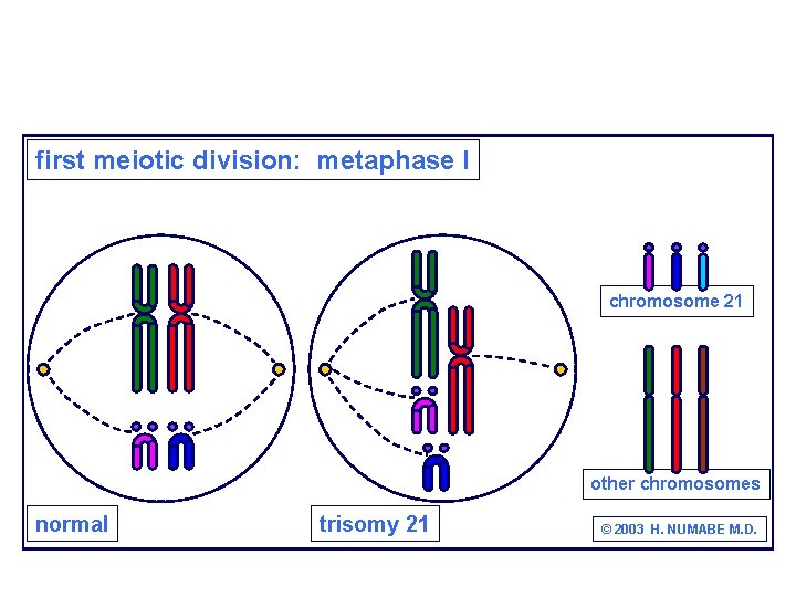 first meiotic division: metaphase I chromosome 21 other chromosomes normal trisomy 21 © 2003