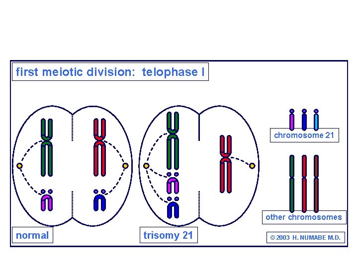 first meiotic division: telophase I chromosome 21 other chromosomes normal trisomy 21 © 2003