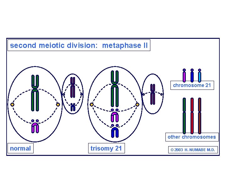 second meiotic division: metaphase II chromosome 21 other chromosomes normal trisomy 21 © 2003