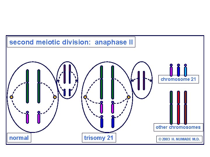 second meiotic division: anaphase II chromosome 21 other chromosomes normal trisomy 21 © 2003