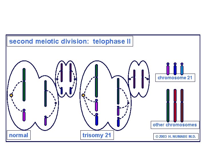 second meiotic division: telophase II chromosome 21 other chromosomes normal trisomy 21 © 2003