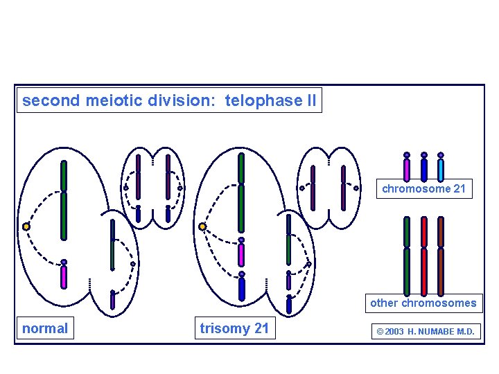 second meiotic division: telophase II chromosome 21 other chromosomes normal trisomy 21 © 2003