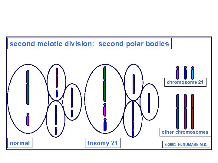 second meiotic division: second polar bodies chromosome 21 other chromosomes normal trisomy 21 ©