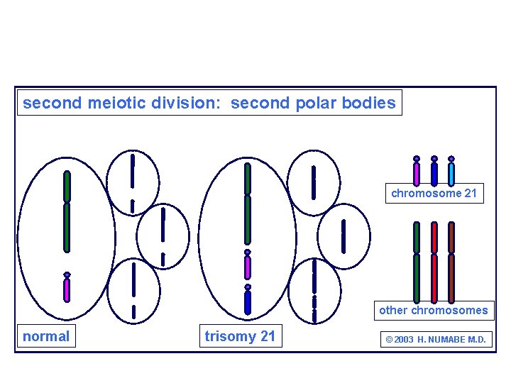 second meiotic division: second polar bodies chromosome 21 other chromosomes normal trisomy 21 ©