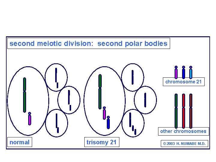 second meiotic division: second polar bodies chromosome 21 other chromosomes normal trisomy 21 ©