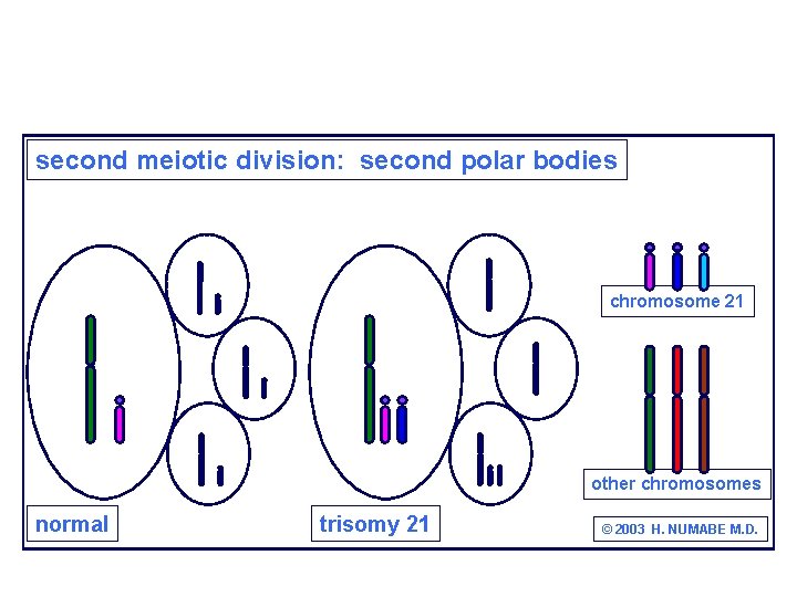 second meiotic division: second polar bodies chromosome 21 other chromosomes normal trisomy 21 ©