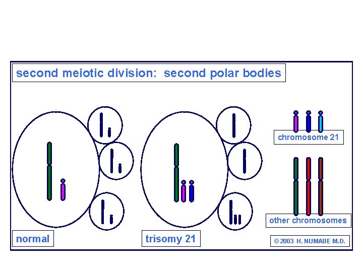 second meiotic division: second polar bodies chromosome 21 other chromosomes normal trisomy 21 ©