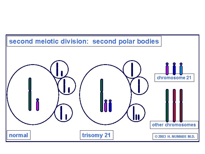 second meiotic division: second polar bodies chromosome 21 other chromosomes normal trisomy 21 ©