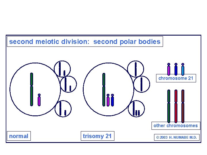 second meiotic division: second polar bodies chromosome 21 other chromosomes normal trisomy 21 ©