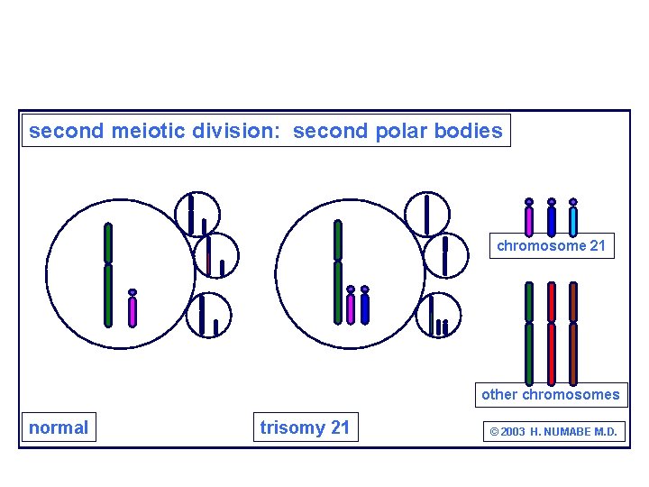 second meiotic division: second polar bodies chromosome 21 other chromosomes normal trisomy 21 ©