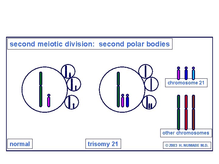 second meiotic division: second polar bodies chromosome 21 other chromosomes normal trisomy 21 ©