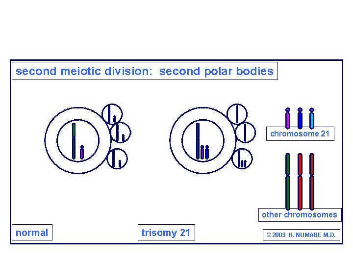 second meiotic division: second polar bodies chromosome 21 other chromosomes normal trisomy 21 ©