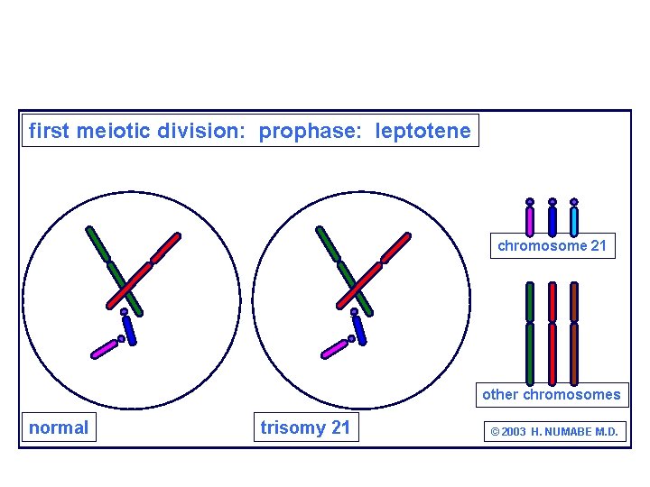 first meiotic division: prophase: leptotene chromosome 21 other chromosomes normal trisomy 21 © 2003