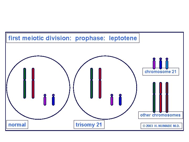 first meiotic division: prophase: leptotene chromosome 21 other chromosomes normal trisomy 21 © 2003