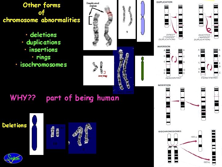 Other forms of chromosome abnormalities • deletions • duplications • insertions • rings •