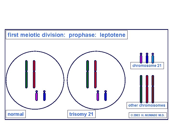first meiotic division: prophase: leptotene chromosome 21 other chromosomes normal trisomy 21 © 2003