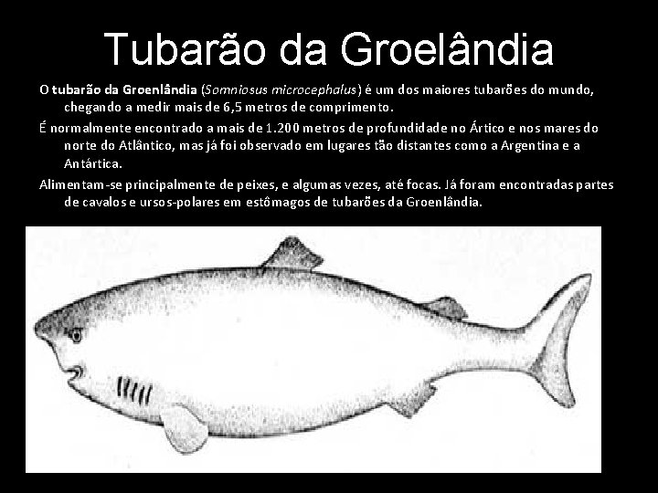 Tubarão da Groelândia O tubarão da Groenlândia (Somniosus microcephalus) é um dos maiores tubarões