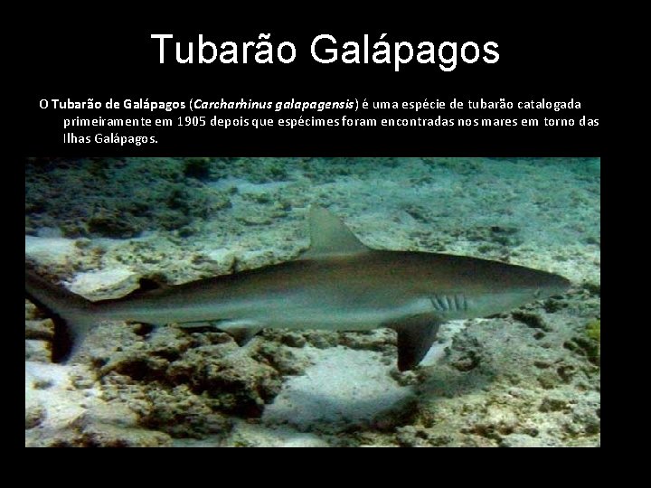 Tubarão Galápagos O Tubarão de Galápagos (Carcharhinus galapagensis) é uma espécie de tubarão catalogada