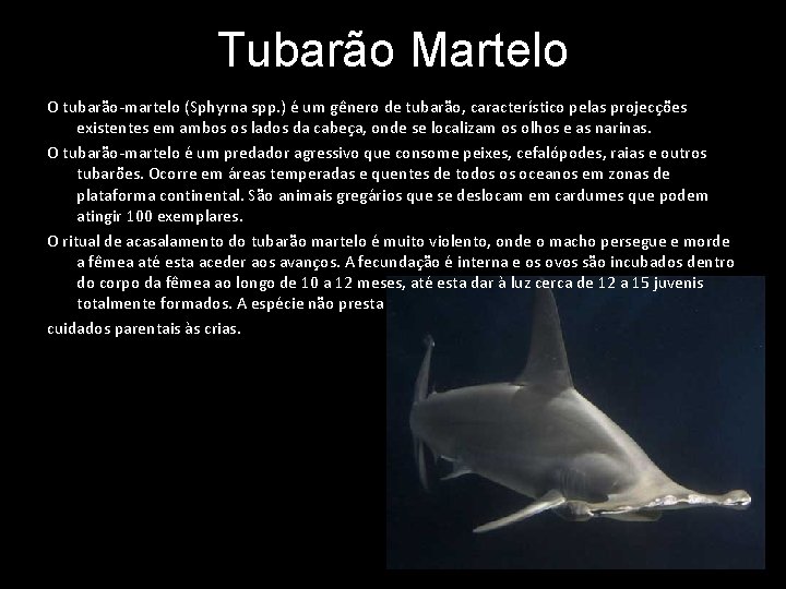 Tubarão Martelo O tubarão-martelo (Sphyrna spp. ) é um gênero de tubarão, característico pelas