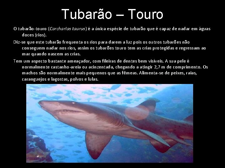 Tubarão – Touro O tubarão-touro (Carcharias taurus) é a única espécie de tubarão que