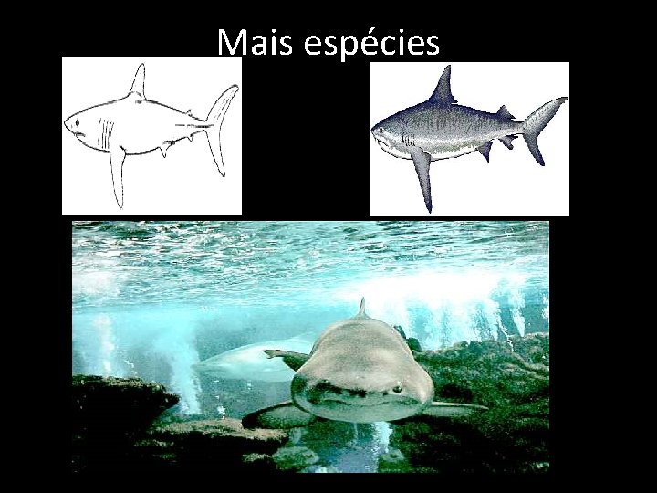 Mais espécies 