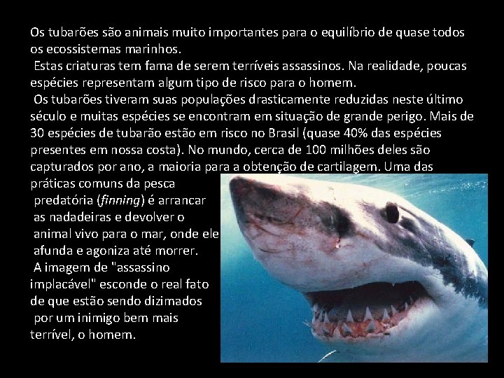 Os tubarões são animais muito importantes para o equilíbrio de quase todos os ecossistemas
