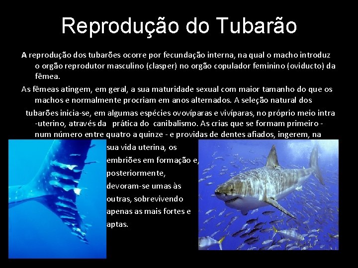 Reprodução do Tubarão A reprodução dos tubarões ocorre por fecundação interna, na qual o