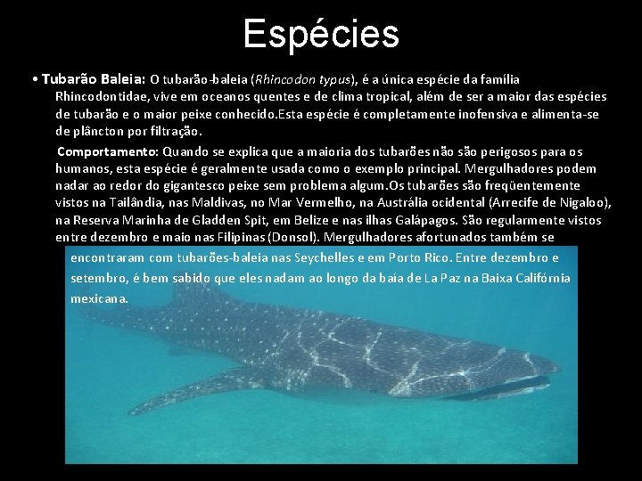 Espécies • Tubarão Baleia: O tubarão-baleia (Rhincodon typus), é a única espécie da família