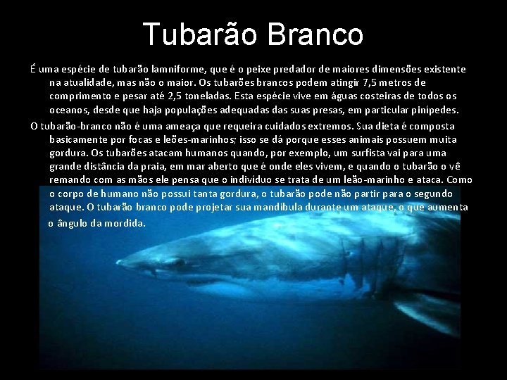 Tubarão Branco É uma espécie de tubarão lamniforme, que é o peixe predador de