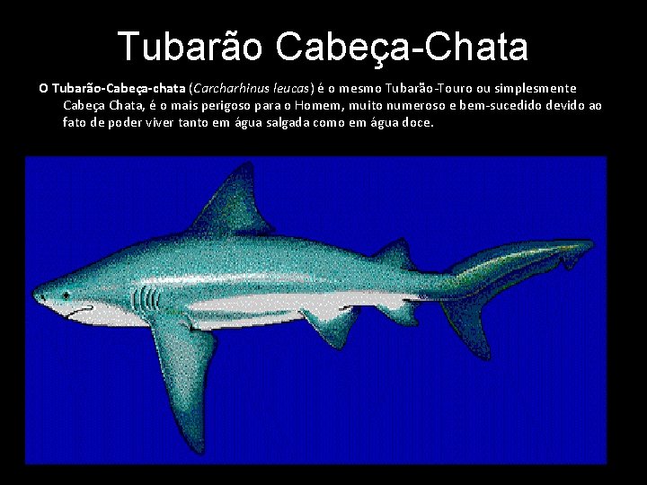 Tubarão Cabeça-Chata O Tubarão-Cabeça-chata (Carcharhinus leucas) é o mesmo Tubarão-Touro ou simplesmente Cabeça Chata,
