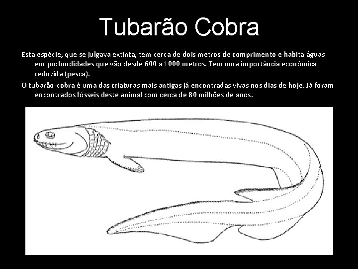 Tubarão Cobra Esta espécie, que se julgava extinta, tem cerca de dois metros de