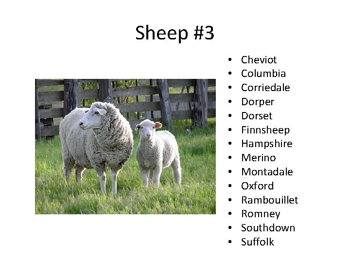 Sheep #3 • • • • Cheviot Columbia Corriedale Dorper Dorset Finnsheep Hampshire Merino